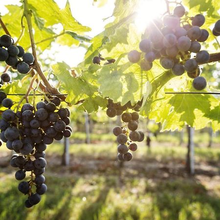 Weingut & Gaestezimmer Edelmann Goettlesbrunn ภายนอก รูปภาพ