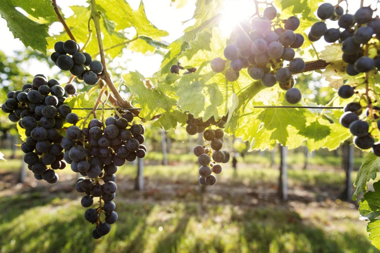 Weingut & Gaestezimmer Edelmann Goettlesbrunn ภายนอก รูปภาพ