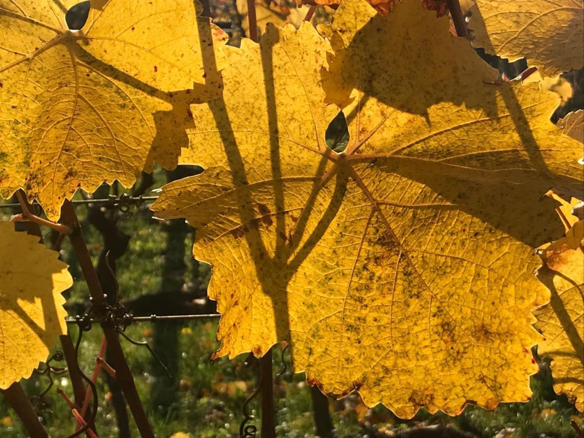Weingut & Gaestezimmer Edelmann Goettlesbrunn ภายนอก รูปภาพ