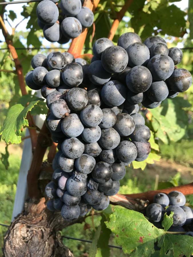 Weingut & Gaestezimmer Edelmann Goettlesbrunn ภายนอก รูปภาพ